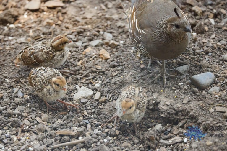 California Quail