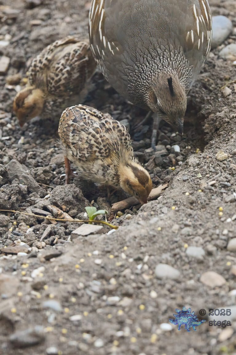 California Quail