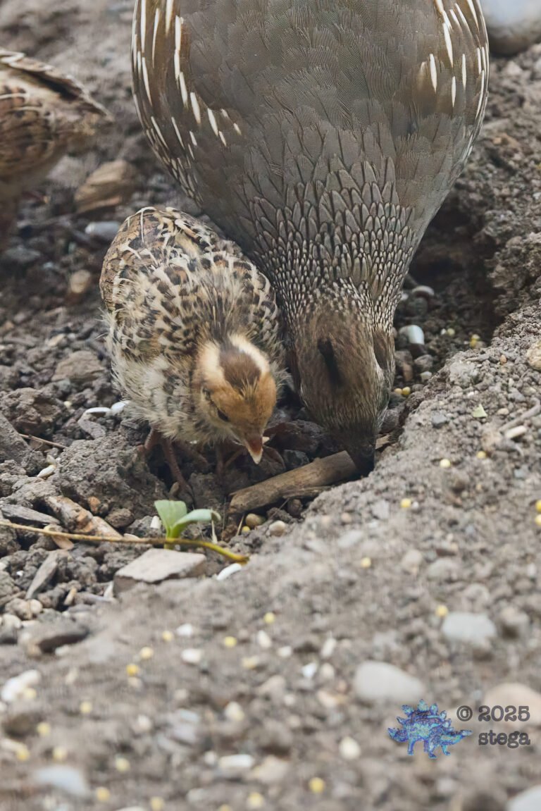 California Quail