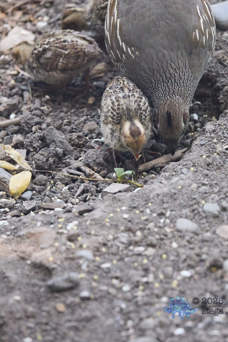 California Quail
