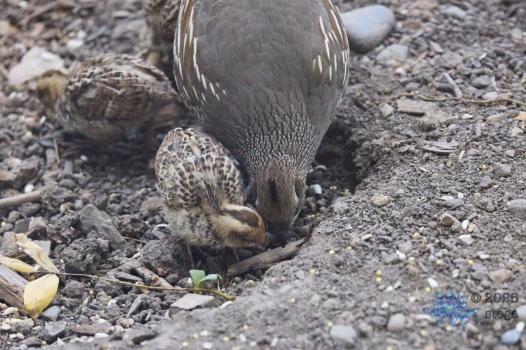 California Quail