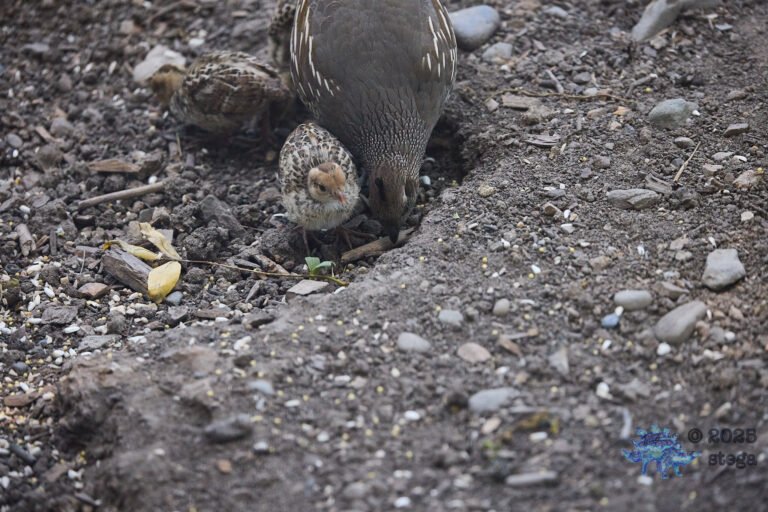 California Quail
