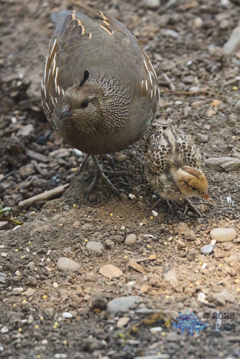 California Quail
