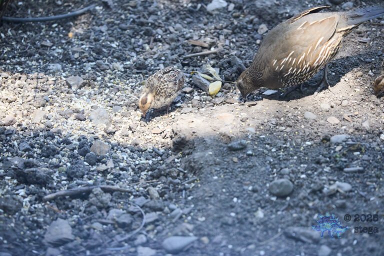 California Quail