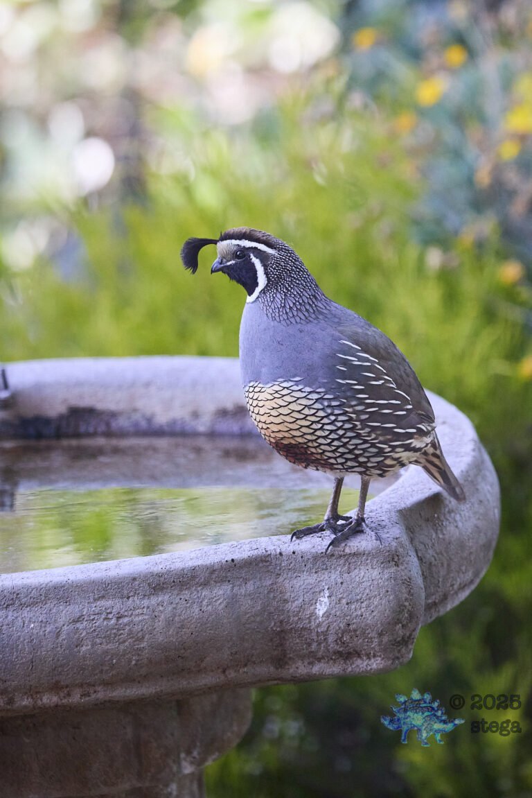 California Quail