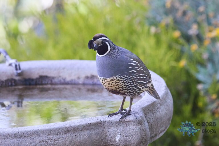 California Quail