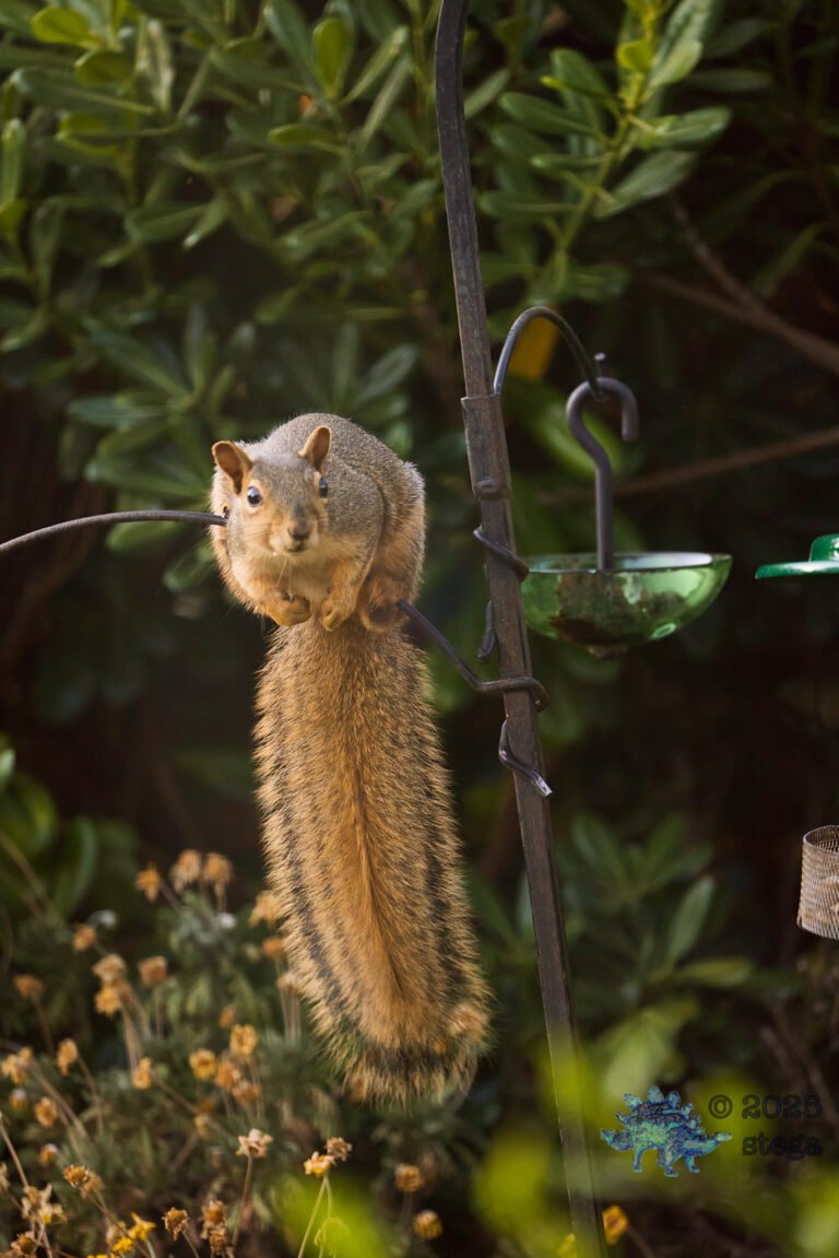 Fox Squirrel