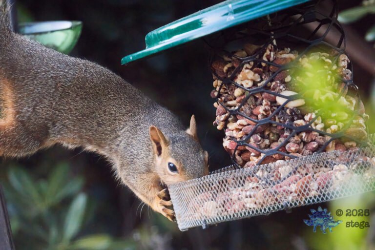 Fox Squirrel