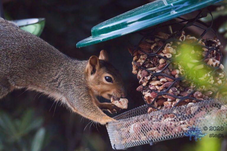 Fox Squirrel