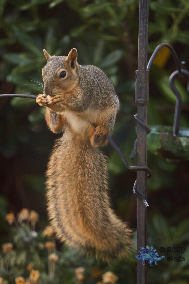 Fox Squirrel