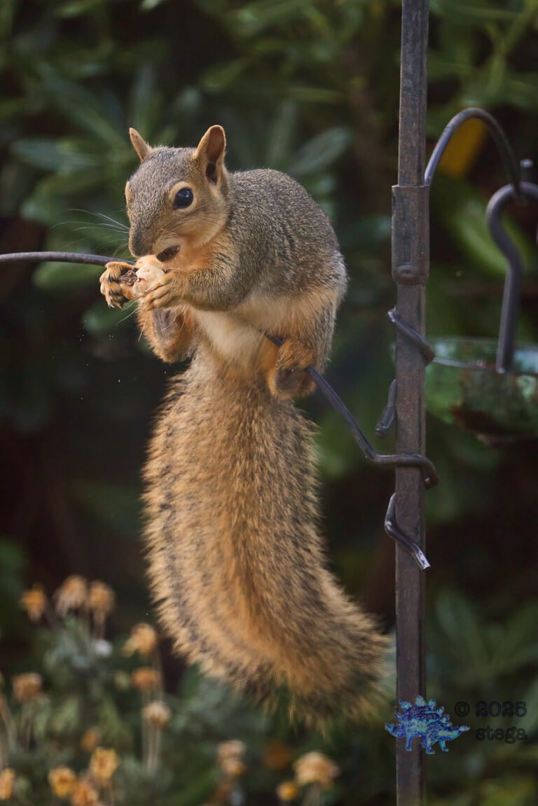 Fox Squirrel