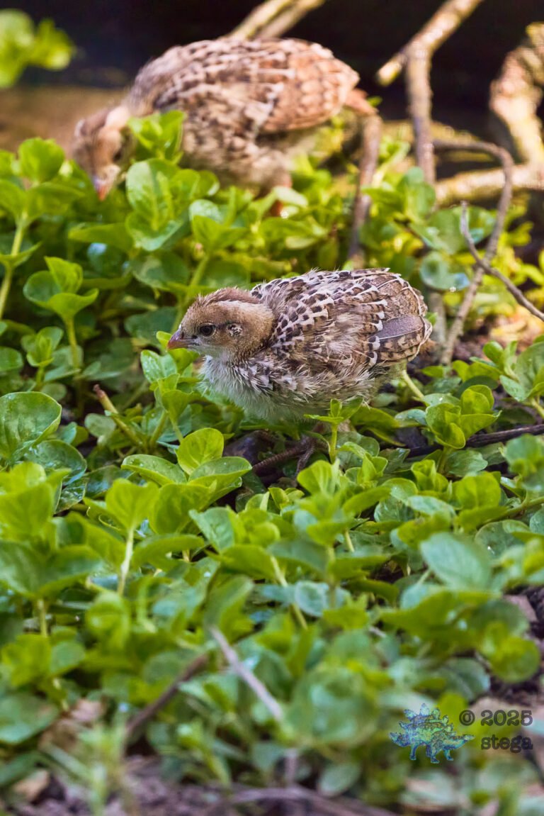 California Quail