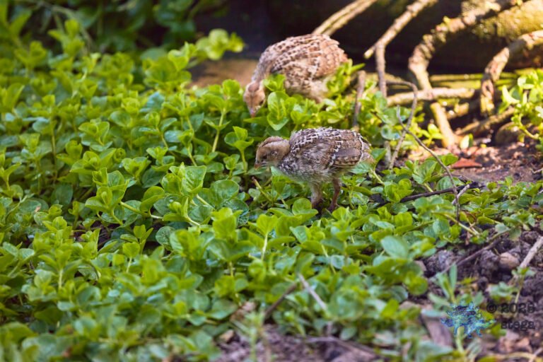 California Quail