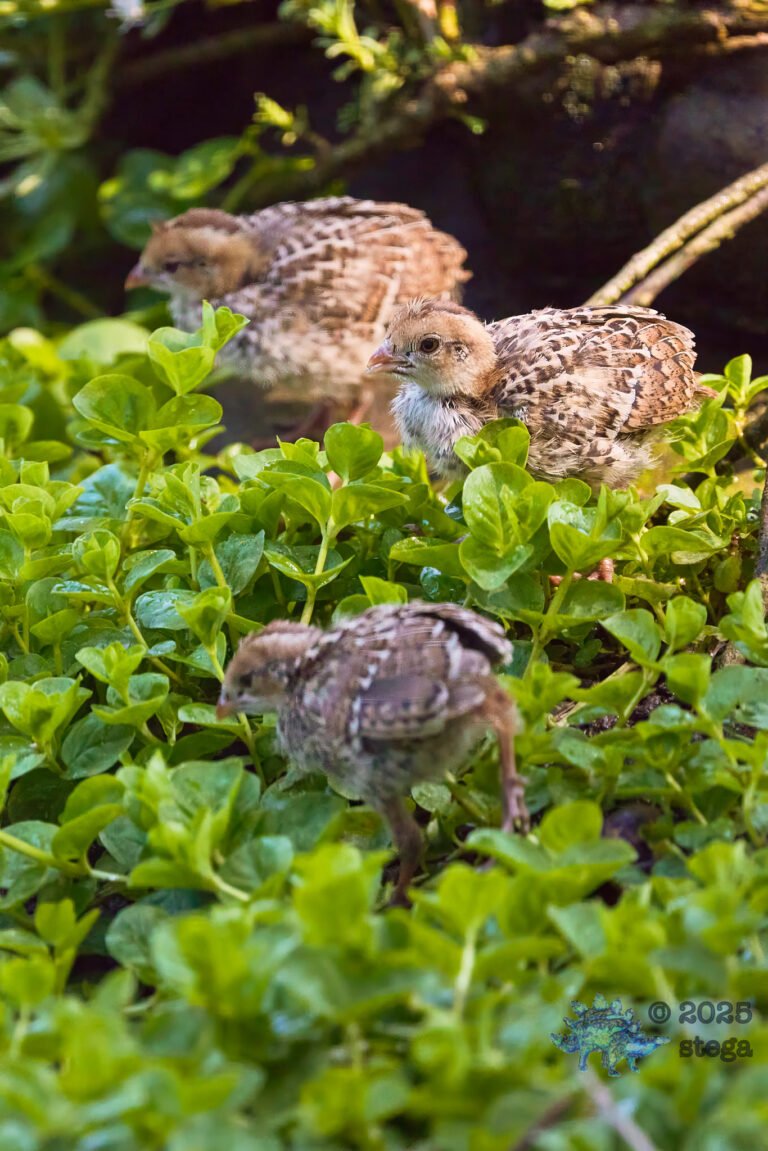 California Quail