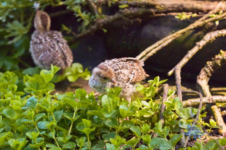 California Quail