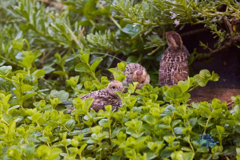 California Quail