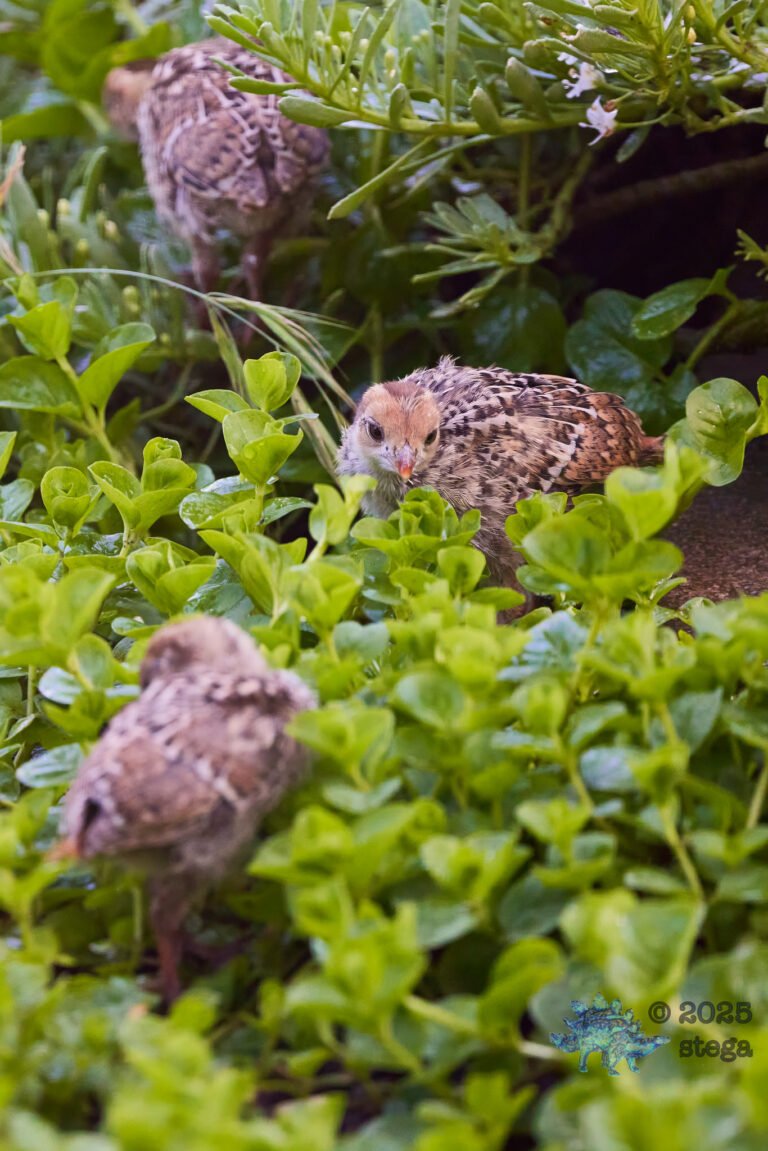 California Quail