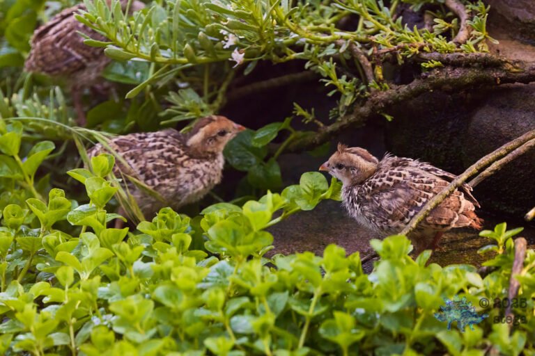 California Quail