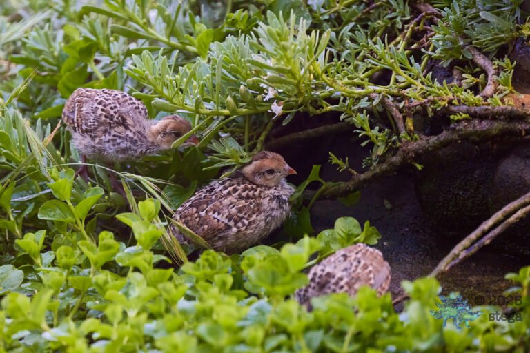 California Quail