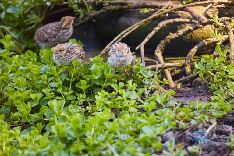 California Quail