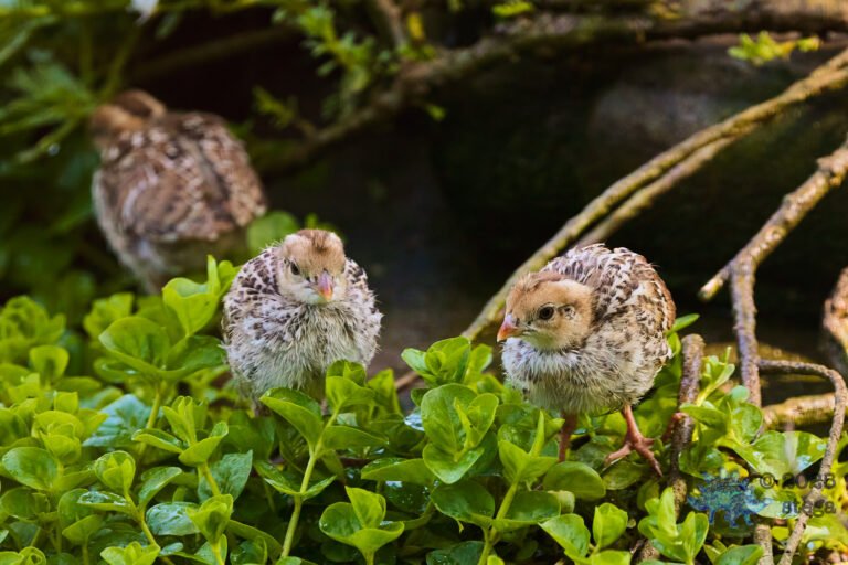 California Quail