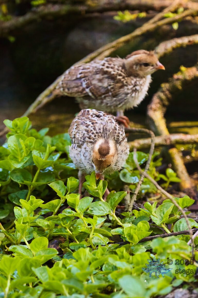California Quail