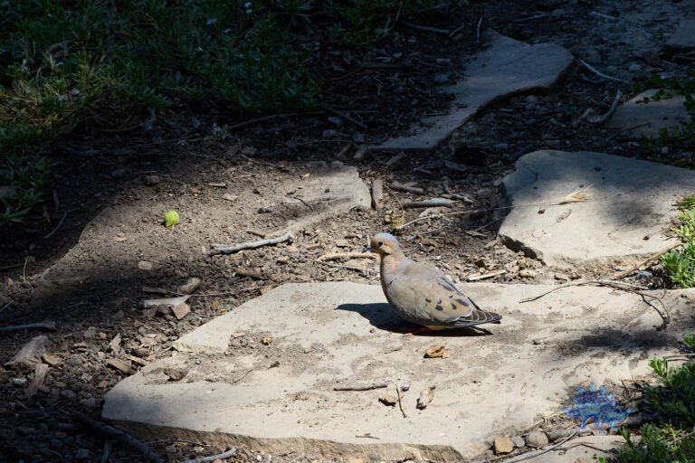 Mourning Dove