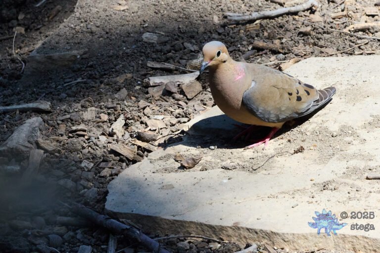 Mourning Dove