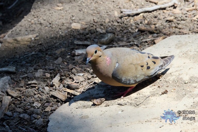 Mourning Dove