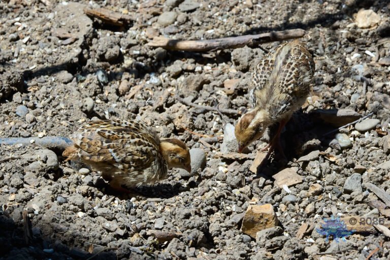 California Quail