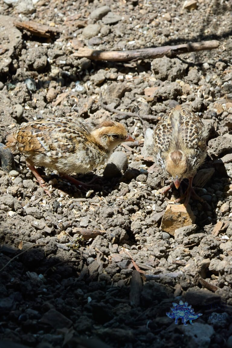 California Quail