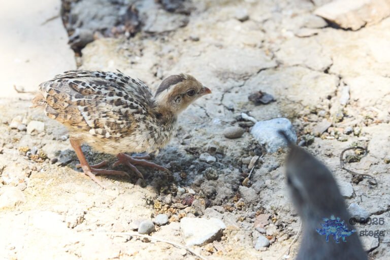 California Quail