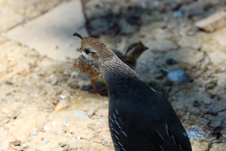 California Quail