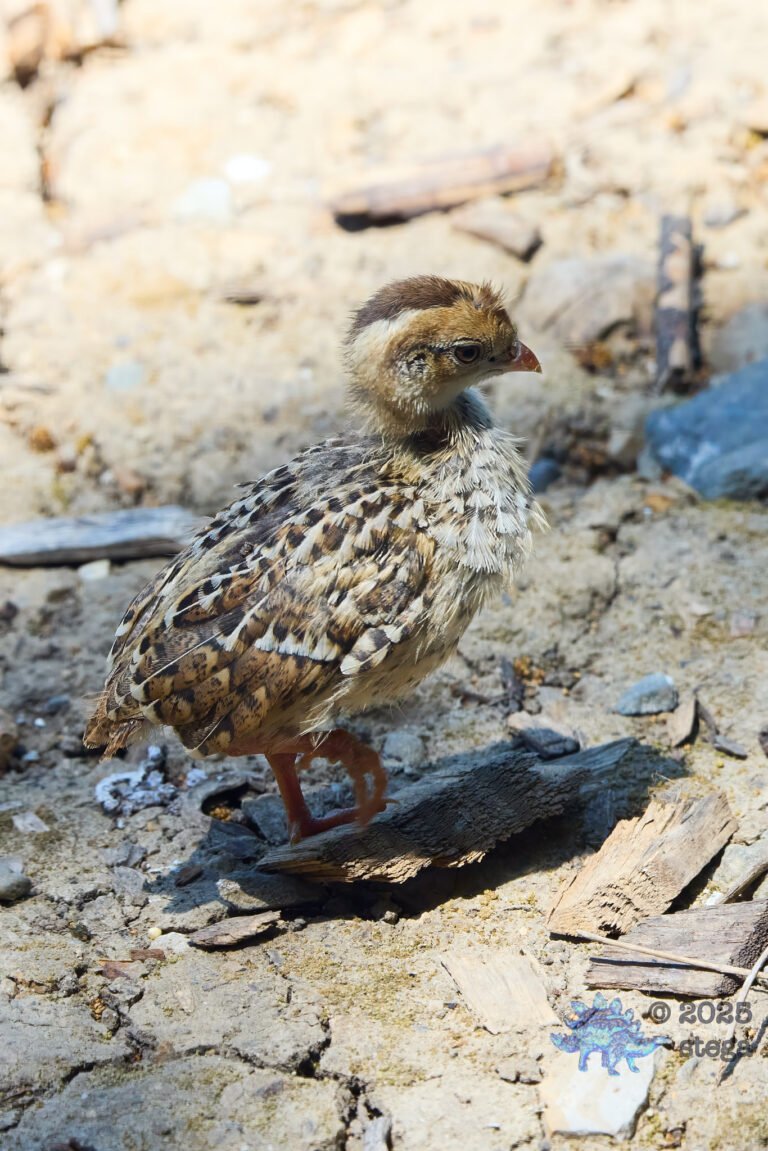 California Quail