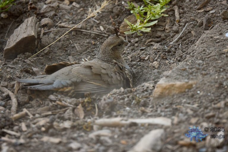 California Quail