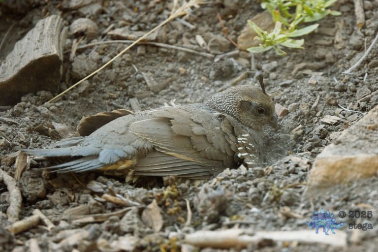 California Quail