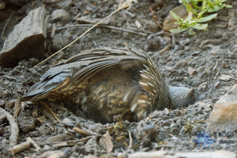 California Quail
