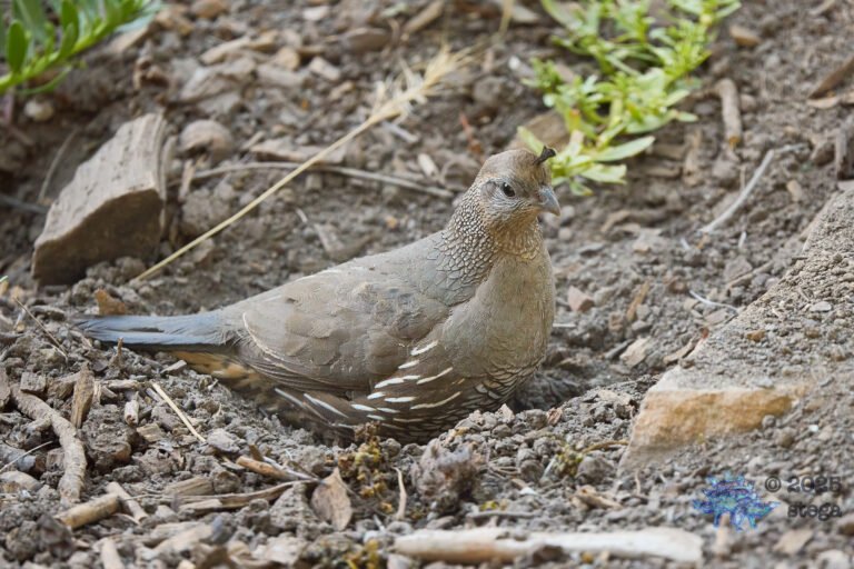 California Quail