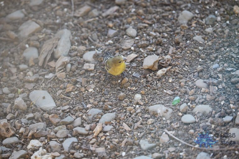 Lesser Goldfinch