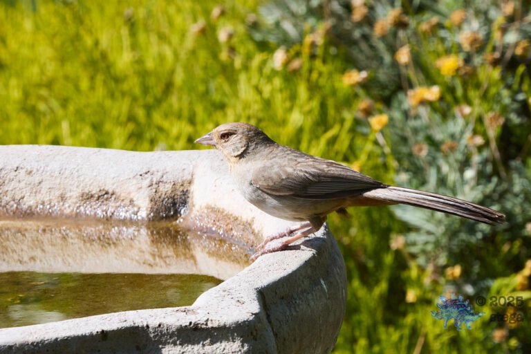California Towhee