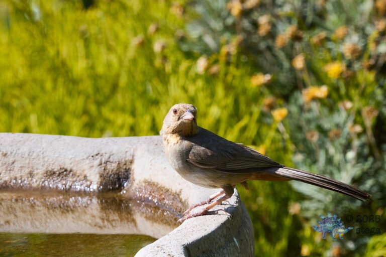 California Towhee