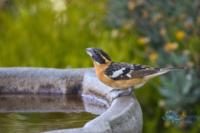 Black-headed Grosbeak