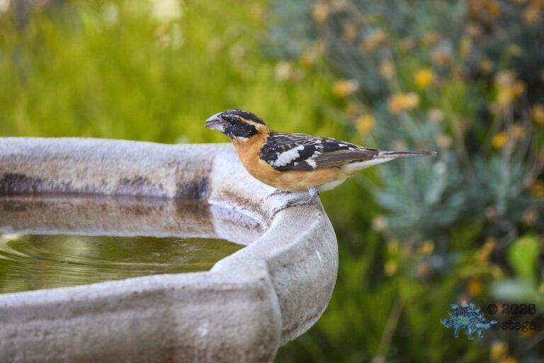Black-headed Grosbeak