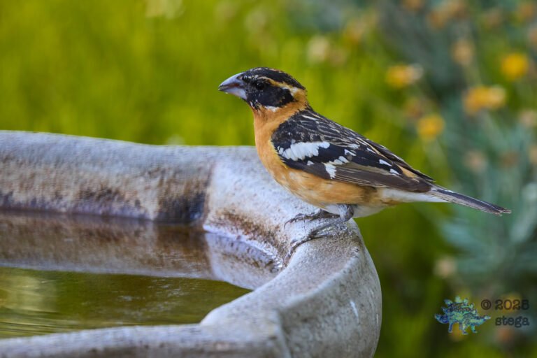 Black-headed Grosbeak