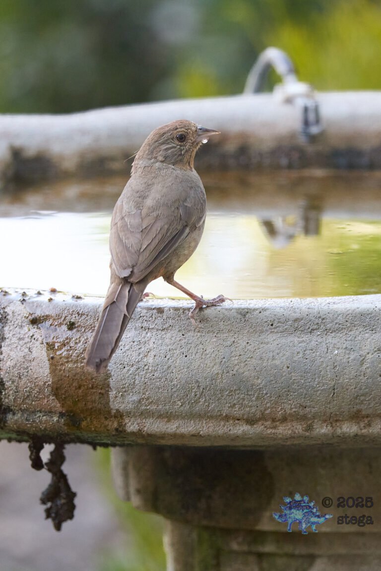California Towhee