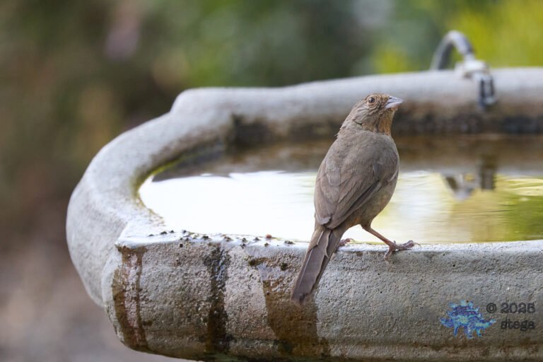 California Towhee