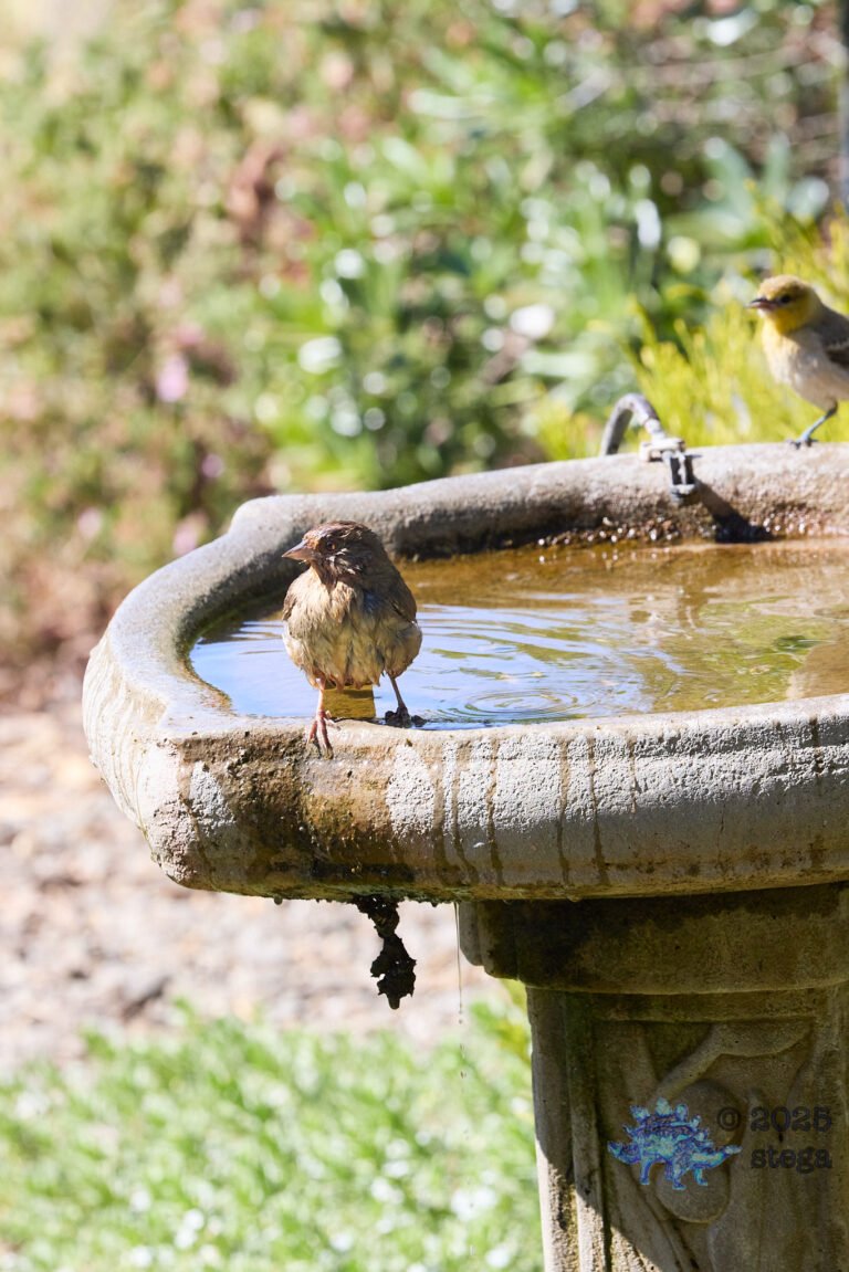California Towhee