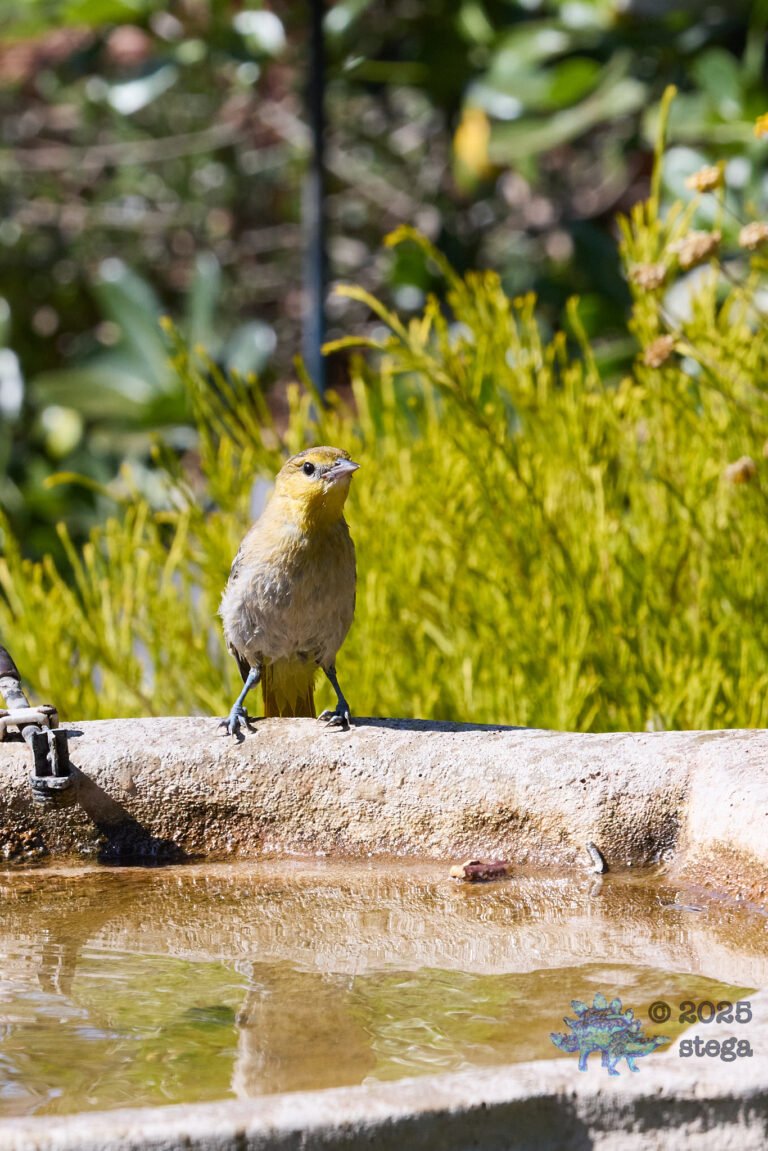 Hooded Oriole