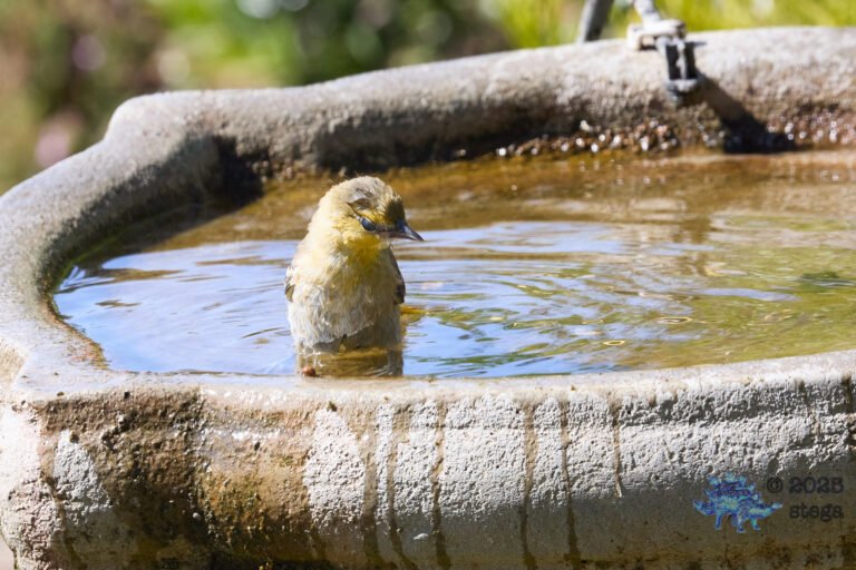 Hooded Oriole