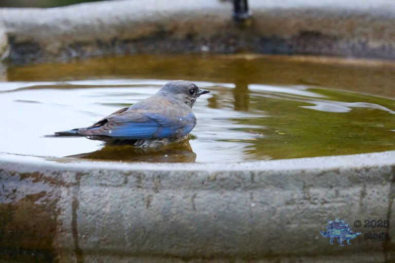 Western Bluebird